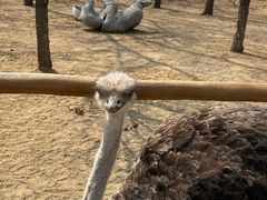 -大连森林动物园