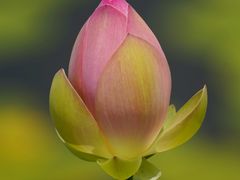 -荷花荡
