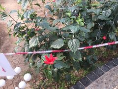 -万源龙顺度假庄园生态观光园