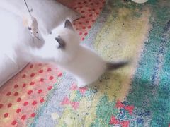 -佳怡动物医院·平价24小时·猫专科骨外科