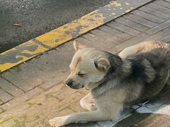 -蓉城西二道无名冒菜(西二道街店)