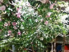 -第101座花园餐厅(湖滨88店)