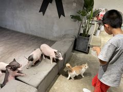 -浣熊柯尔鸭土拨鼠·电玩咖