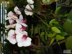 -双季花艺园艺市场(浦东店)