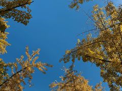 -三里屯东五街银杏大道