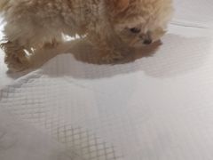 -悠尼宠物·独立低压伊珊娜洗护·美容·寄养(兰谷路店)