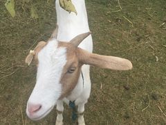 -明珠湖天鹅苑·农家菜馆