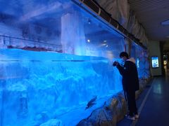 -芜湖新华联大白鲸海洋公园