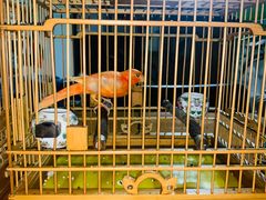 -Rabbit Cafe私房西餐甜点咖啡(栖霞路店)