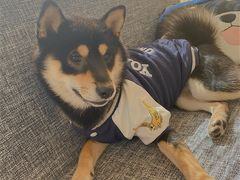 -南京Hallo宠物乐园·哈罗犬舍·柴犬繁育基地
