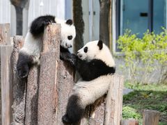 -都江堰中华大熊猫苑