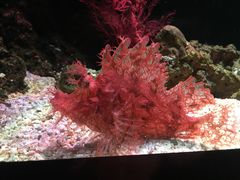 -暹罗海洋世界