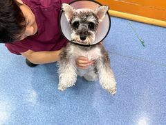 -美联众合动物医院(·中兽医·疑难杂症·严家桥分院)