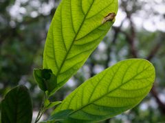-佛山华盖山公园
