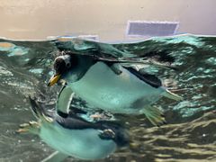 -成都浩海立方海洋公园