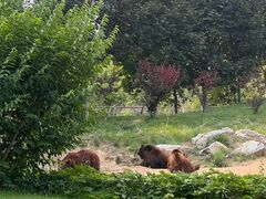 -北京野生动物园