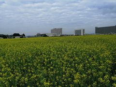 -光明小镇欢乐田园