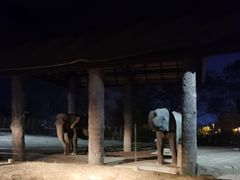 -清迈夜间动物园