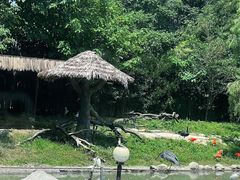 -上海野生动物园