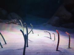-暹罗海洋世界