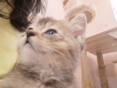 -猫咪派对(江南西店)