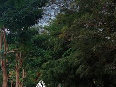 -武吉知马自然保护区