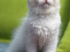 -Bastet sally猫舍购宠(静安店)