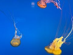 -太平洋海底世界