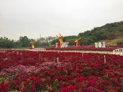 -松山湖梦幻百花洲