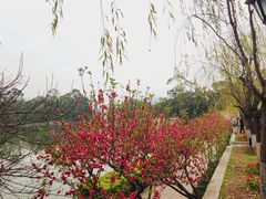 -西湖公园(鼓楼区)