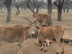 -西安秦岭野生动物园