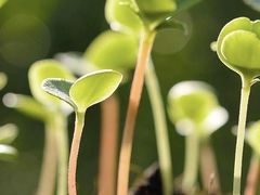 -黑龙江省森林植物园