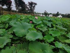 -武汉紫薇都市田园