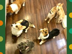 -柯斗斗主题餐厅·狗咖·围炉煮茶·茶饮(国瑞升平里店)