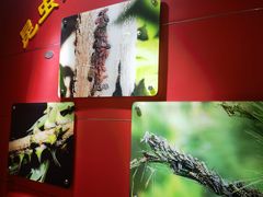 -上海昆虫博物馆