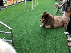 -gaga(深圳福田星河COCO Park店)