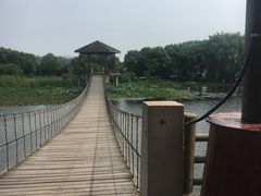 -荷塘月色湿地公园·向阳花洲