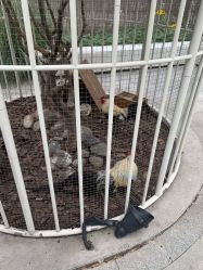 -造物庄园 萌宠纪(苏州湾歌林公园店)