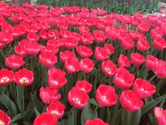 -洛阳郁金香牡丹园