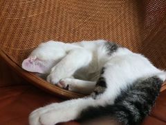 -猫咪博物馆(顶澳仔猫街店)