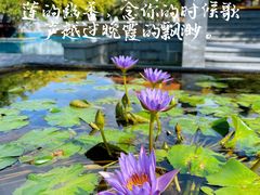 -三亚海棠湾万丽度假酒店