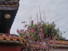 -阿群甘草水果