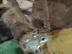 -酷以爬仙阁实体爬宠店·守宫·蜥蜴·专业繁育