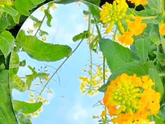 -西京湾花海
