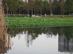 -洋湖国家湿地公园