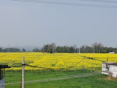 -桤木河湿地公园