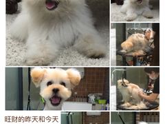 -Oh My Dog宠物沙龙(伊珊娜皮毛护理店)