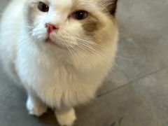 -飞行喵MR PILOT|猫舍·猫咖(静安大融城店)
