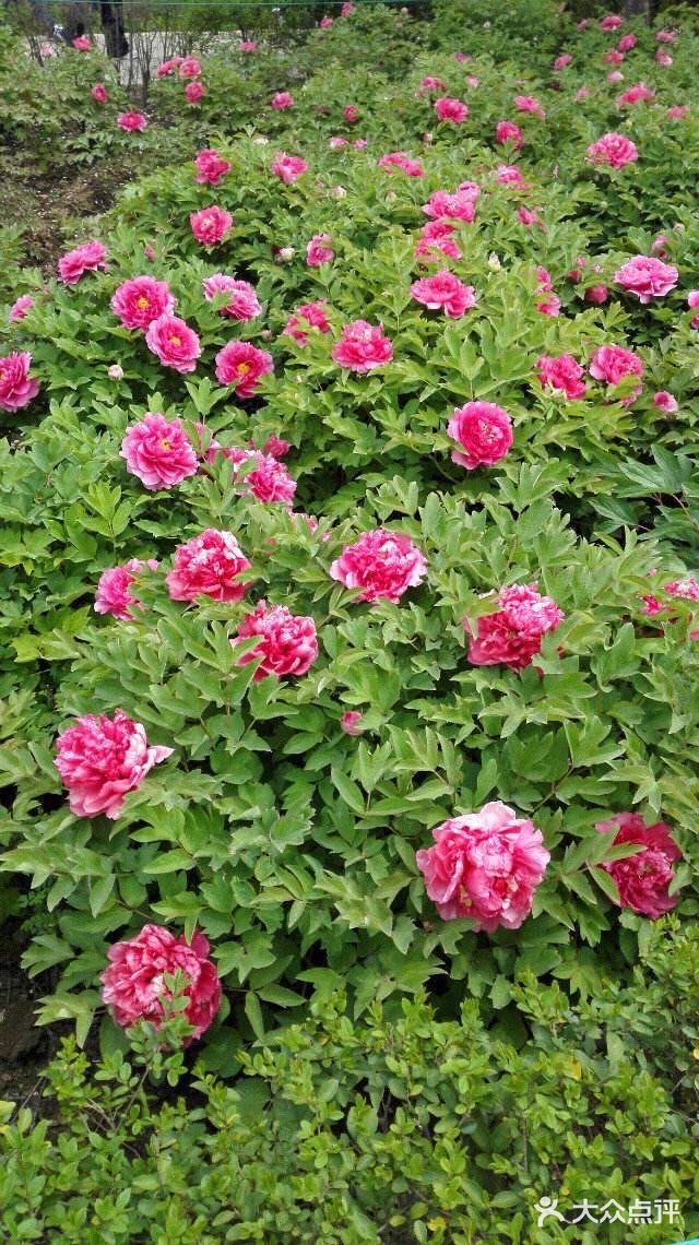 洛阳国花园图片