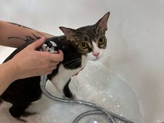 -momokira米努特·德文卷毛猫·棉花面纱犬